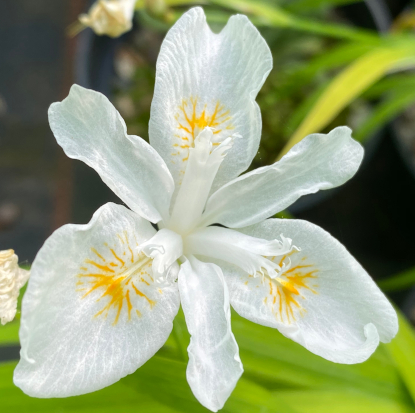 Iris gracilipes 'Alba'